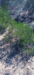 Pteronia paniculata