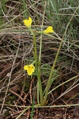 Diuris basaltica