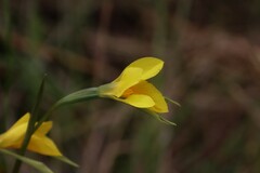 Diuris basaltica