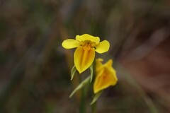 Diuris basaltica