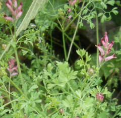 Fumaria schleicheri