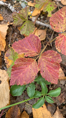 Rubus saxatilis