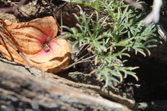 Pelargonium luteolum