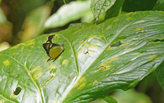 Leptophobia caesia phanokia