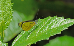 Leptophobia caesia phanokia
