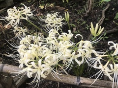 Lycoris × albiflora