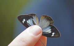 Leptophobia caesia phanokia