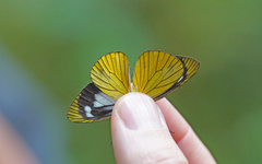 Leptophobia caesia phanokia