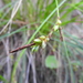 Carex illegitima - Photo (c) Γιώργος Παντάκης, algunos derechos reservados (CC BY-NC), subido por Γιώργος Παντάκης