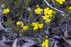 Hibbertia exutiacies