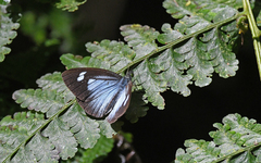Leptophobia caesia phanokia
