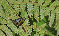 Leptophobia caesia phanokia