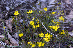 Hibbertia exutiacies