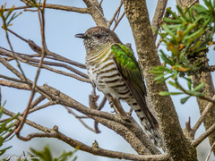 Chrysococcyx lucidus