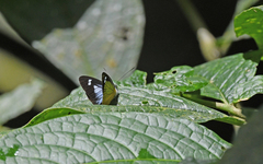 Leptophobia caesia phanokia