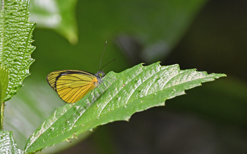 Leptophobia caesia