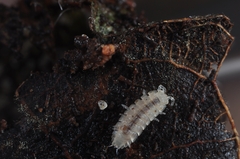 Haplophthalmus danicus