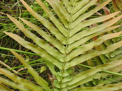 Telmatoblechnum indicum