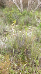 Caladenia stricta