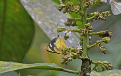Leptophobia caesia phanokia