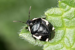 Tritomegas sexmaculatus