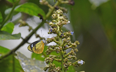 Leptophobia caesia phanokia