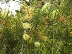 Melaleuca pachyphylla