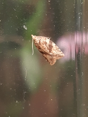 Epiphyas postvittana