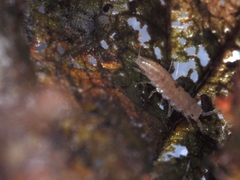 Trichoniscus pygmaeus