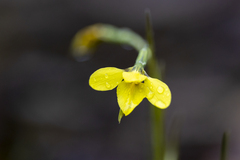 Diuris chryseopsis