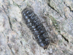 Cerogria janthinipennis