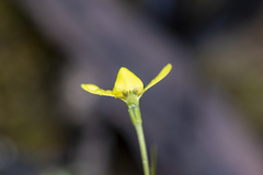 Diuris chryseopsis