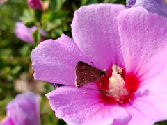 Pelopidas mathias