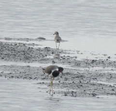 Vanellus indicus