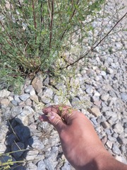 Poa compressa