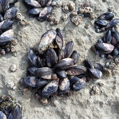 Xenostrobus neozelanicus