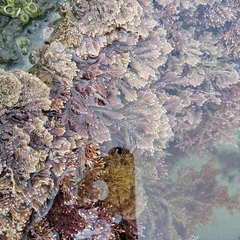 Arthrocardia corymbosa