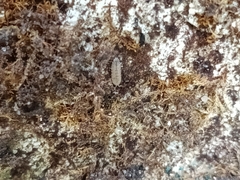 Haplophthalmus danicus