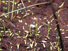 Utricularia uliginosa