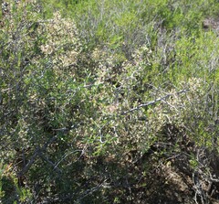 Gloveria integrifolia