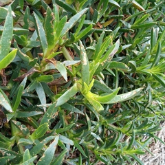 Carpobrotus