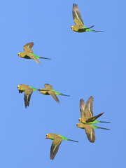 Melopsittacus undulatus