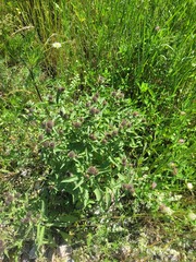 Centaurea phrygia pseudophrygia