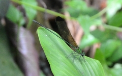 Vestalis apicalis