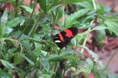 Heliconius erato phyllis