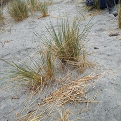 Ammophila arenaria