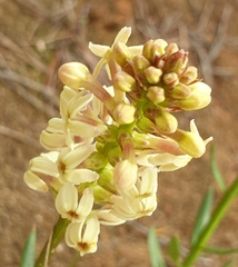 Stackhousia