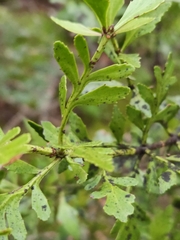 Phyllocladus alpinus