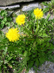 Taraxacum officinale