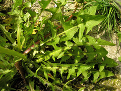 Taraxacum officinale